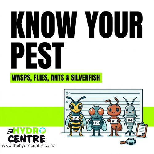 Know Your Pest: A Kiwi Guide to Wasps, Flies, Ants & Silverfish