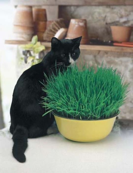 Cat Grass Seeds