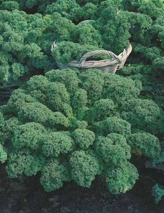 Kale Dwarf Green Curled