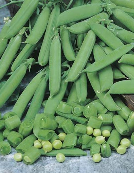 Pea Sugar Snap