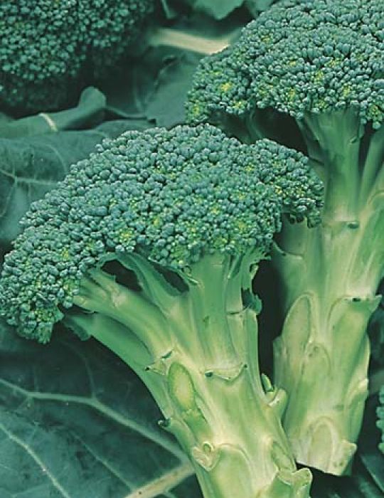 Broccoli Italian Sprouting