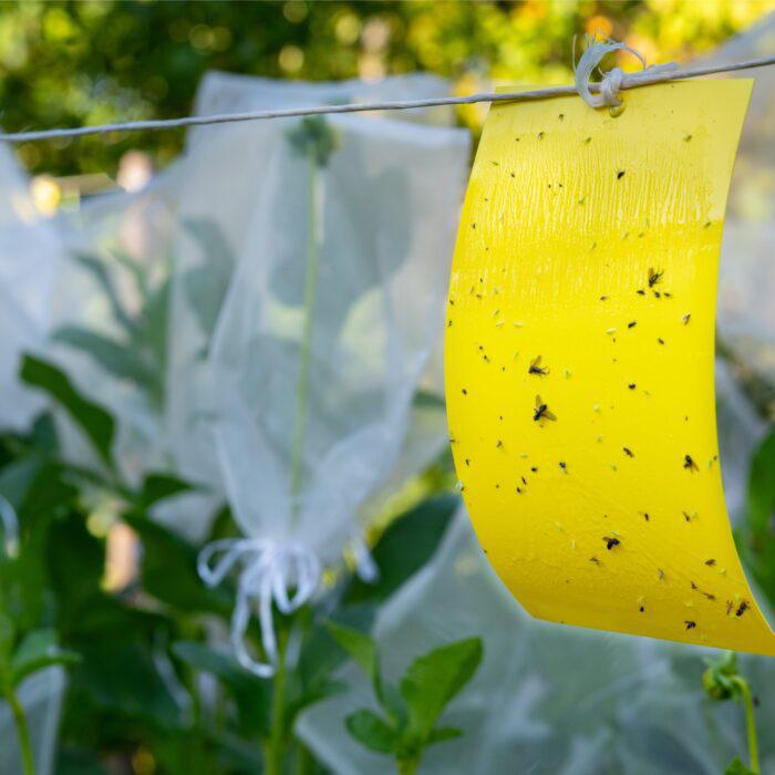 Yellow Sticky Fly Traps