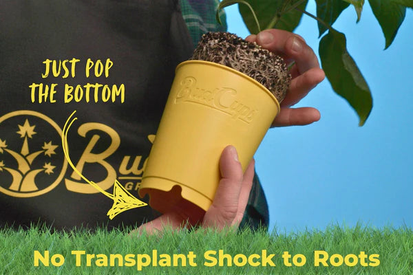 Bud Trainer BudCups Yellow