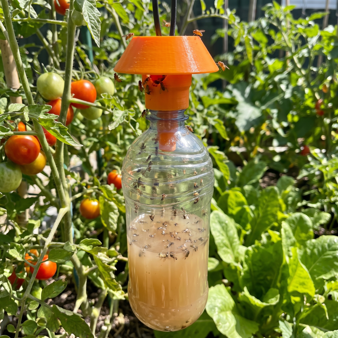 Reusable Fruit Fly Trap (Screw-On Bottle Trap)