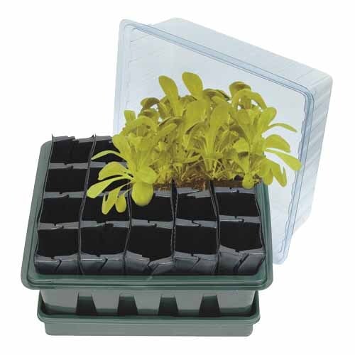 Parasene Grow Your Own Kit