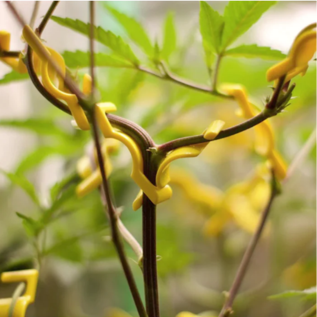 Bud Trainer BudClips - 20pk