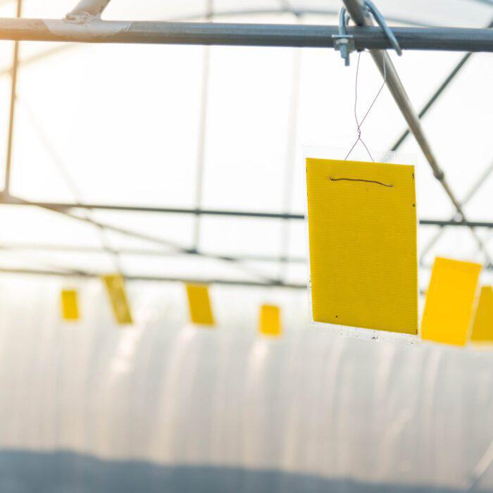Yellow Sticky Fly Traps