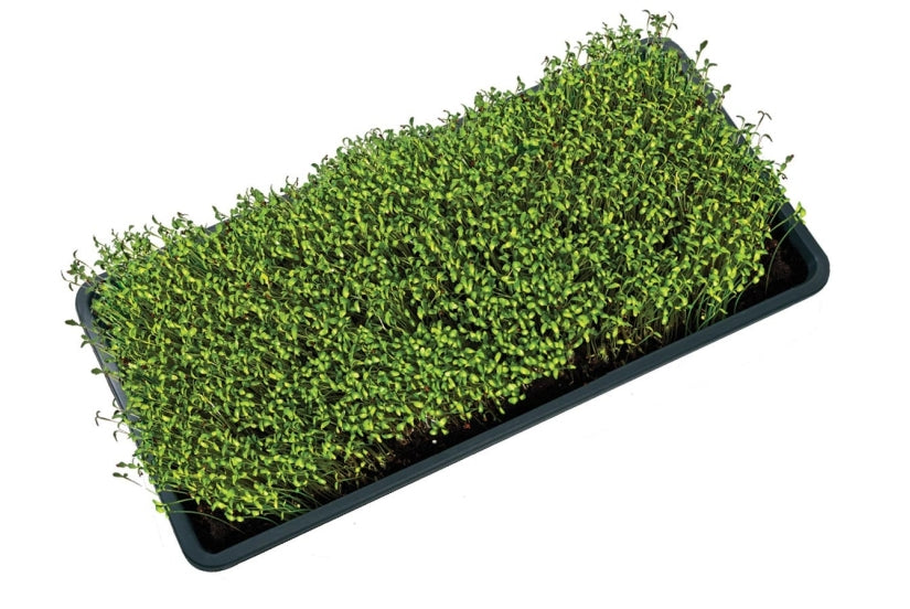 Garland Micro Greens Growing Tray With Holes