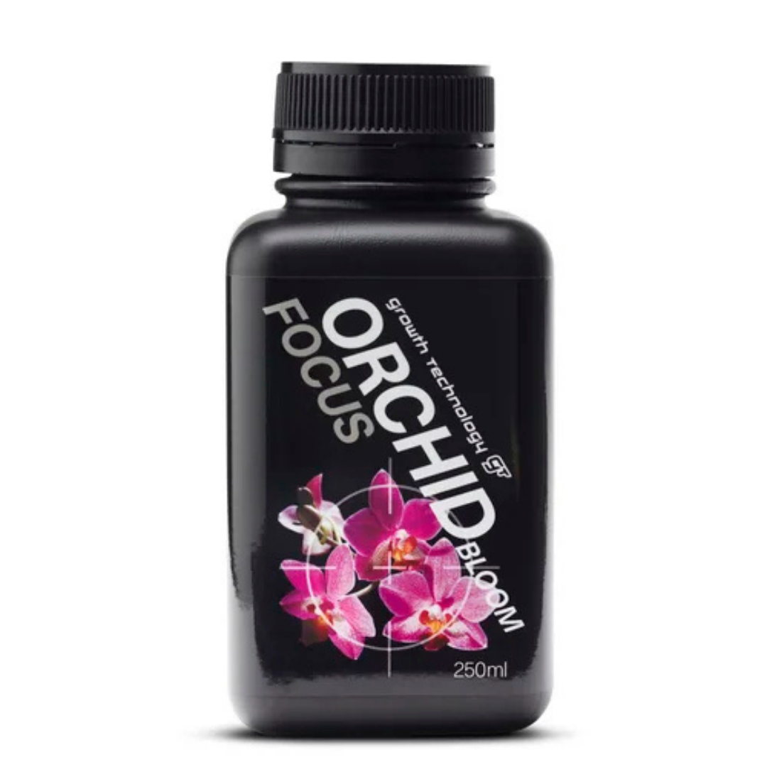 GT Orchid Focus