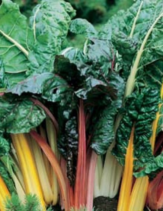 Silverbeet Bright Lights