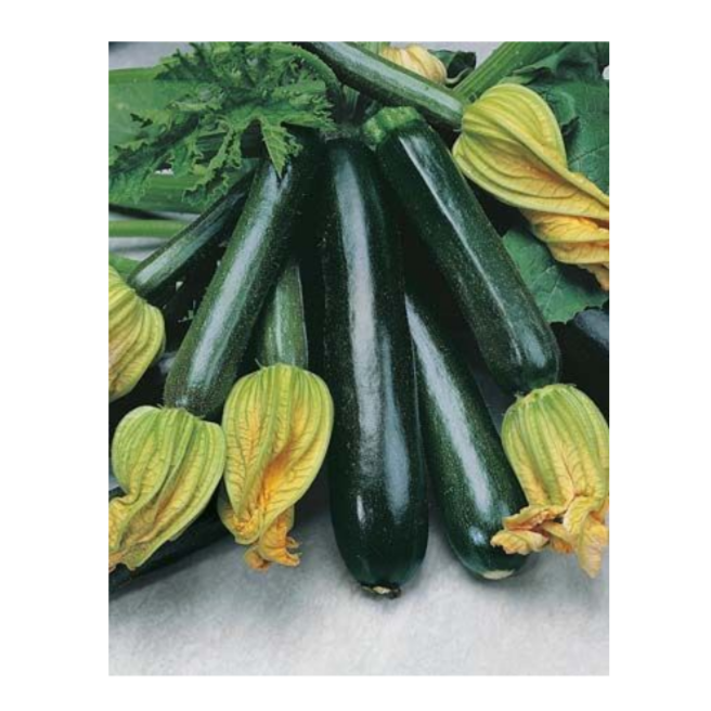 Zucchini - Black Beauty