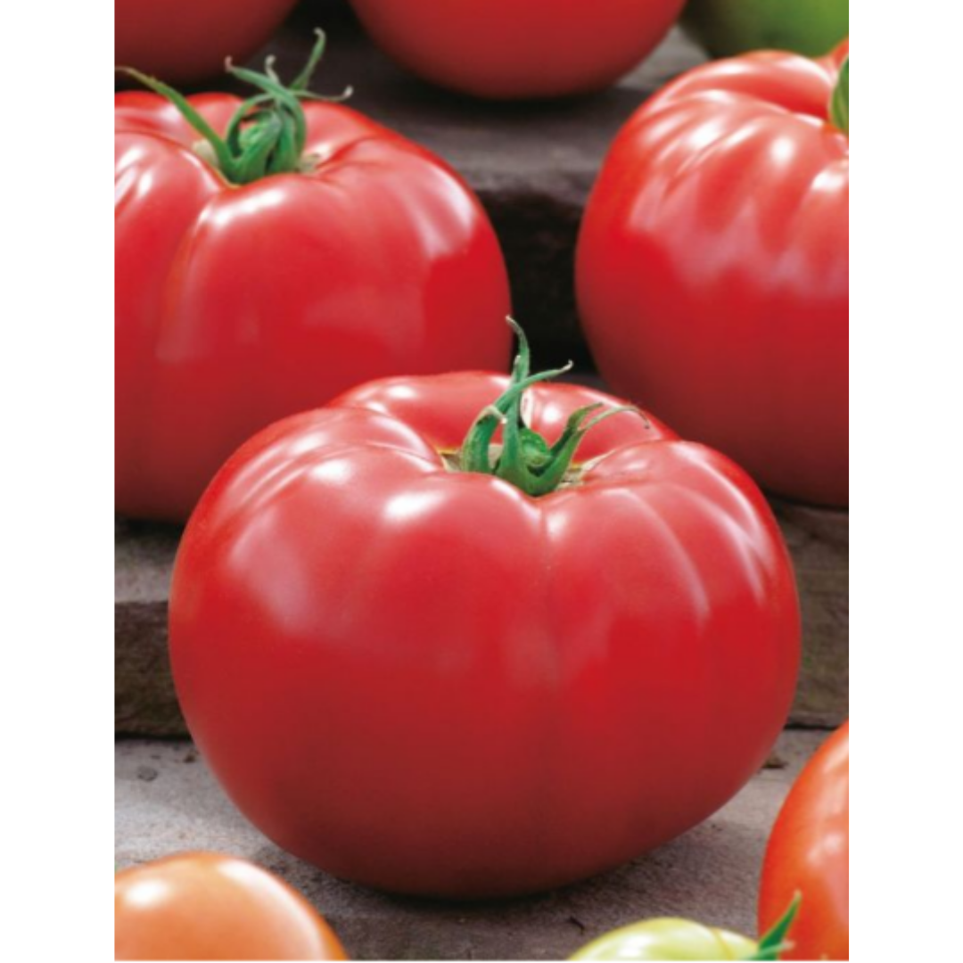 Tomato Big Beef
