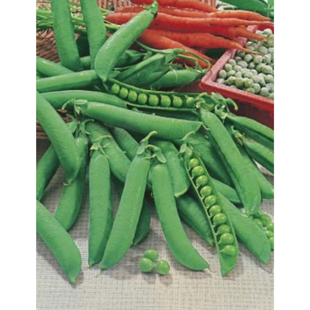 Pea - Climbing Telephone