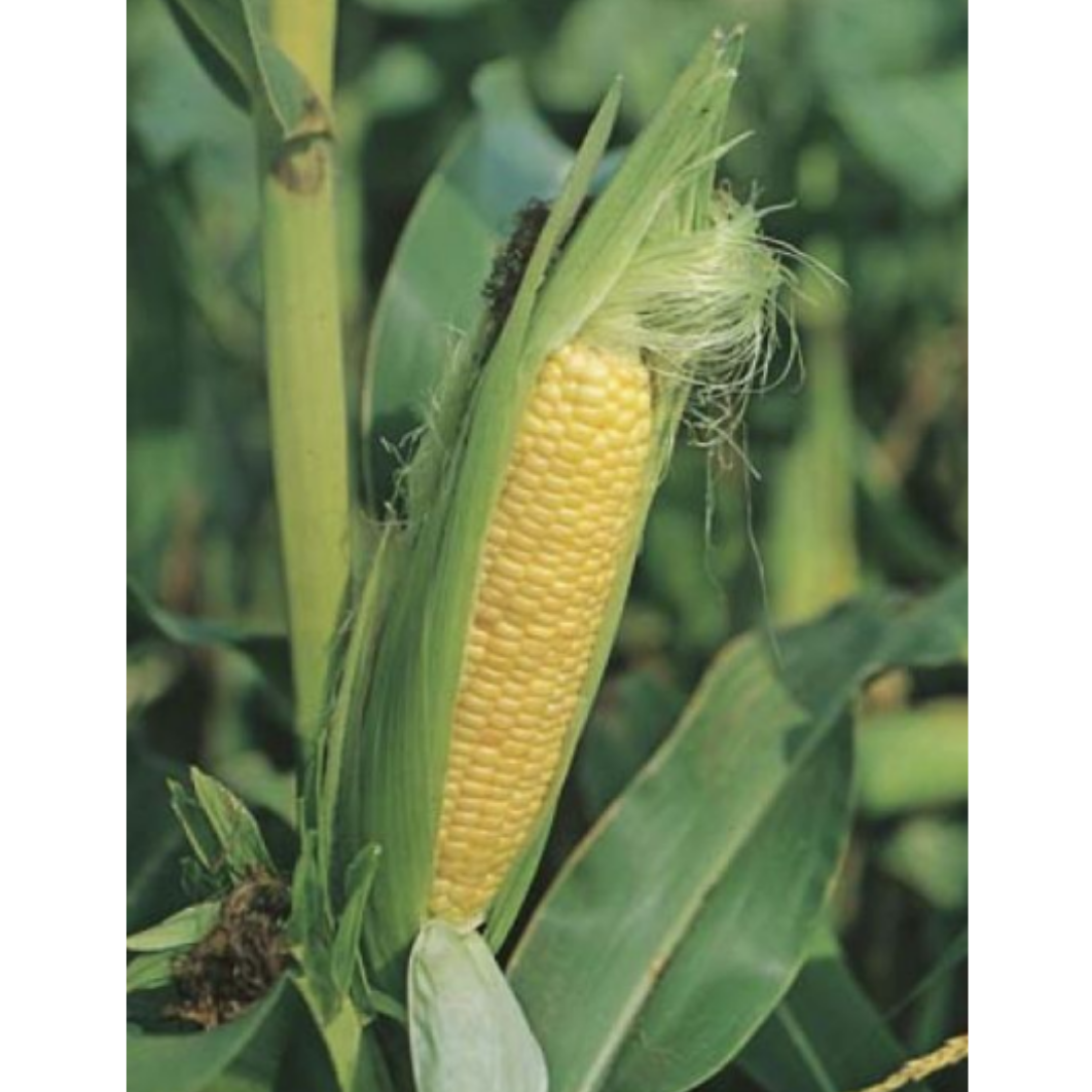 Sweet Corn - Early Extra Sweet