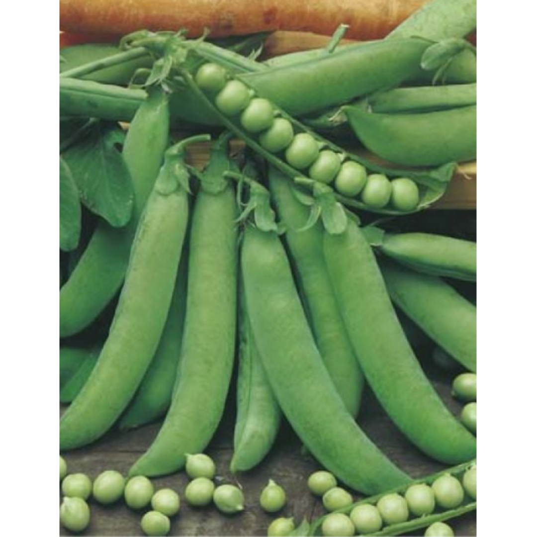 Pea - Early Crop Massey