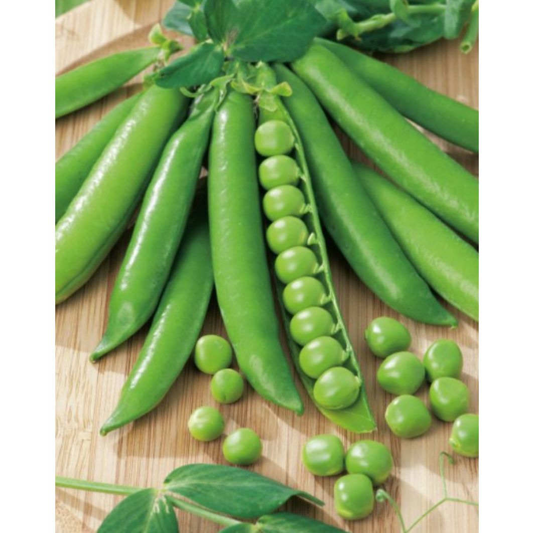 Pea - Greenfeast
