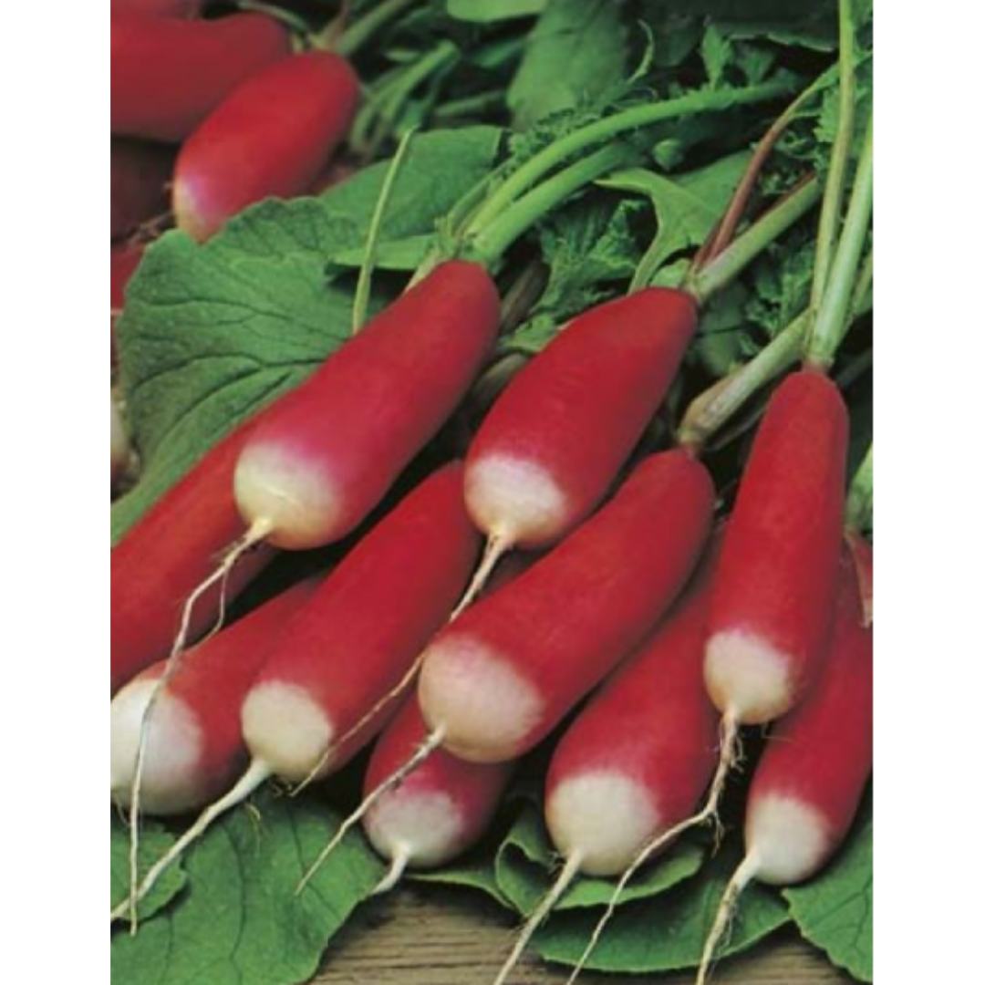 Radish - French Breakfast