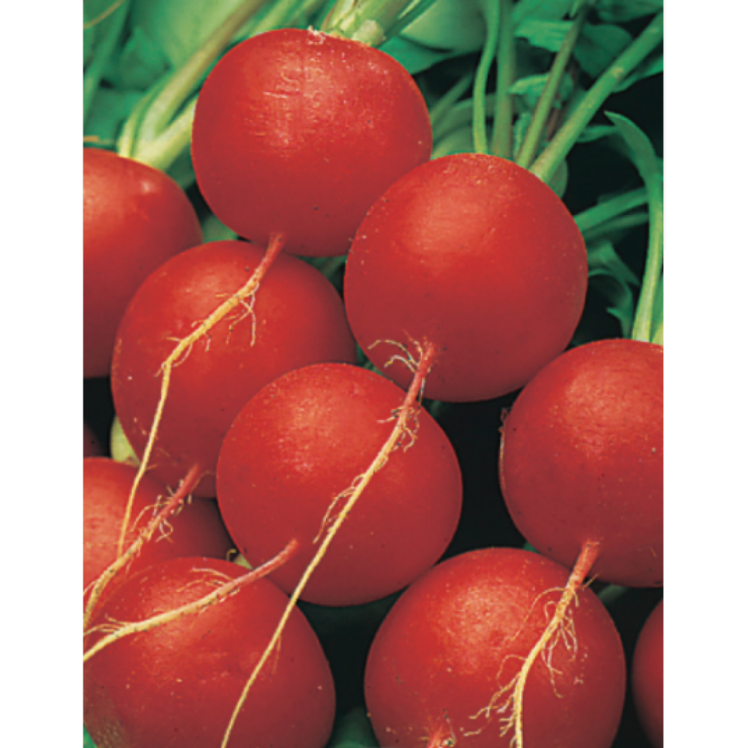 Radish - Scarlett Globe
