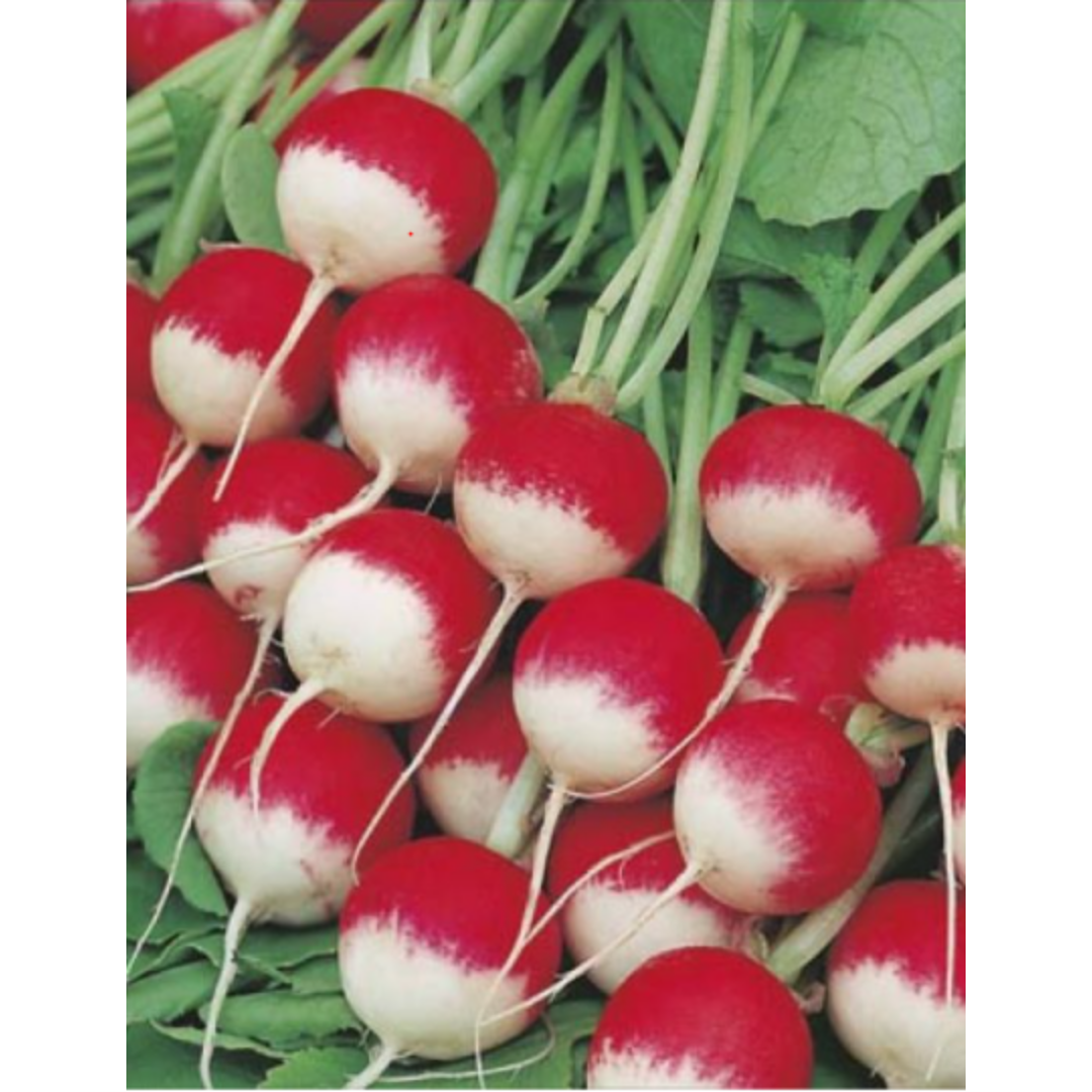 Radish - Sparkler