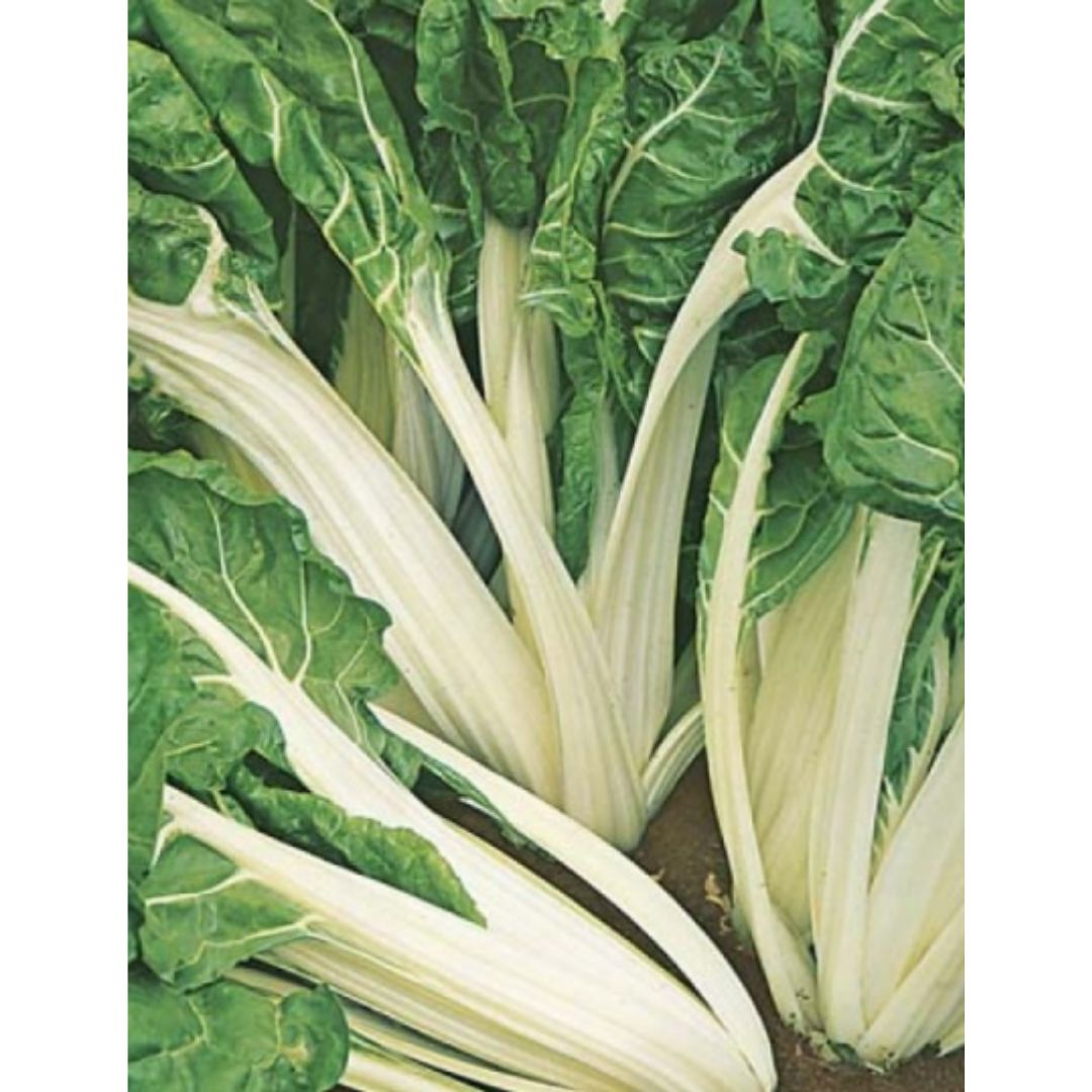 Silverbeet - Fordhook Giant