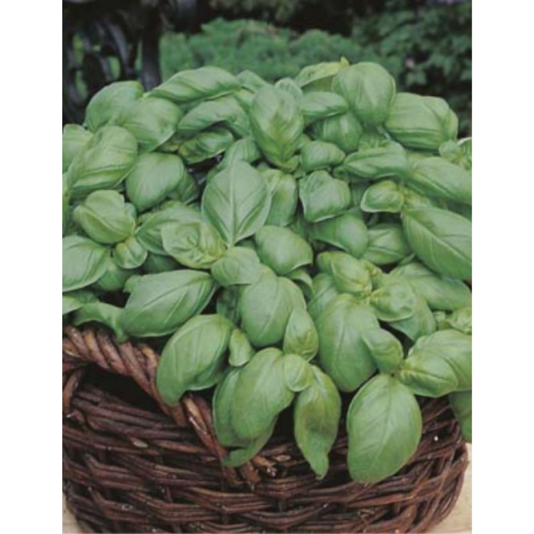 Basil - Sweet Genovese