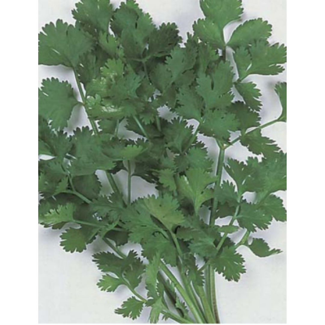 Coriander
