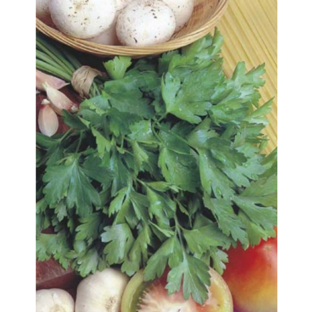 Parsley - Italian