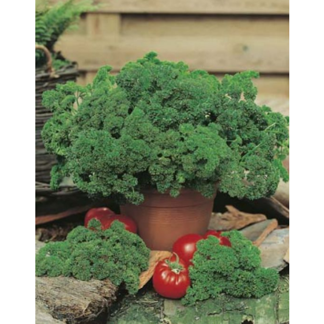 Parsley - Moss Curled