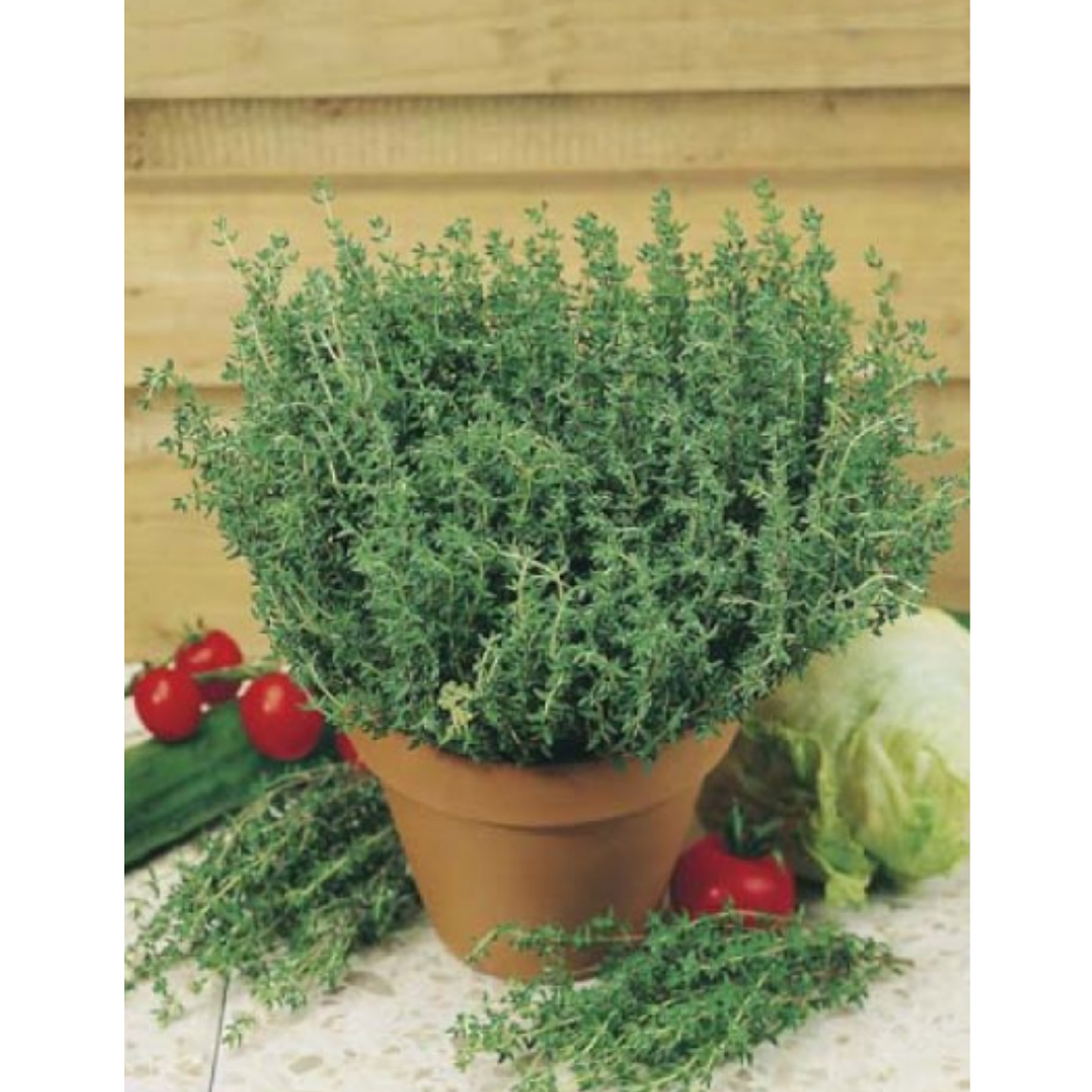 Thyme