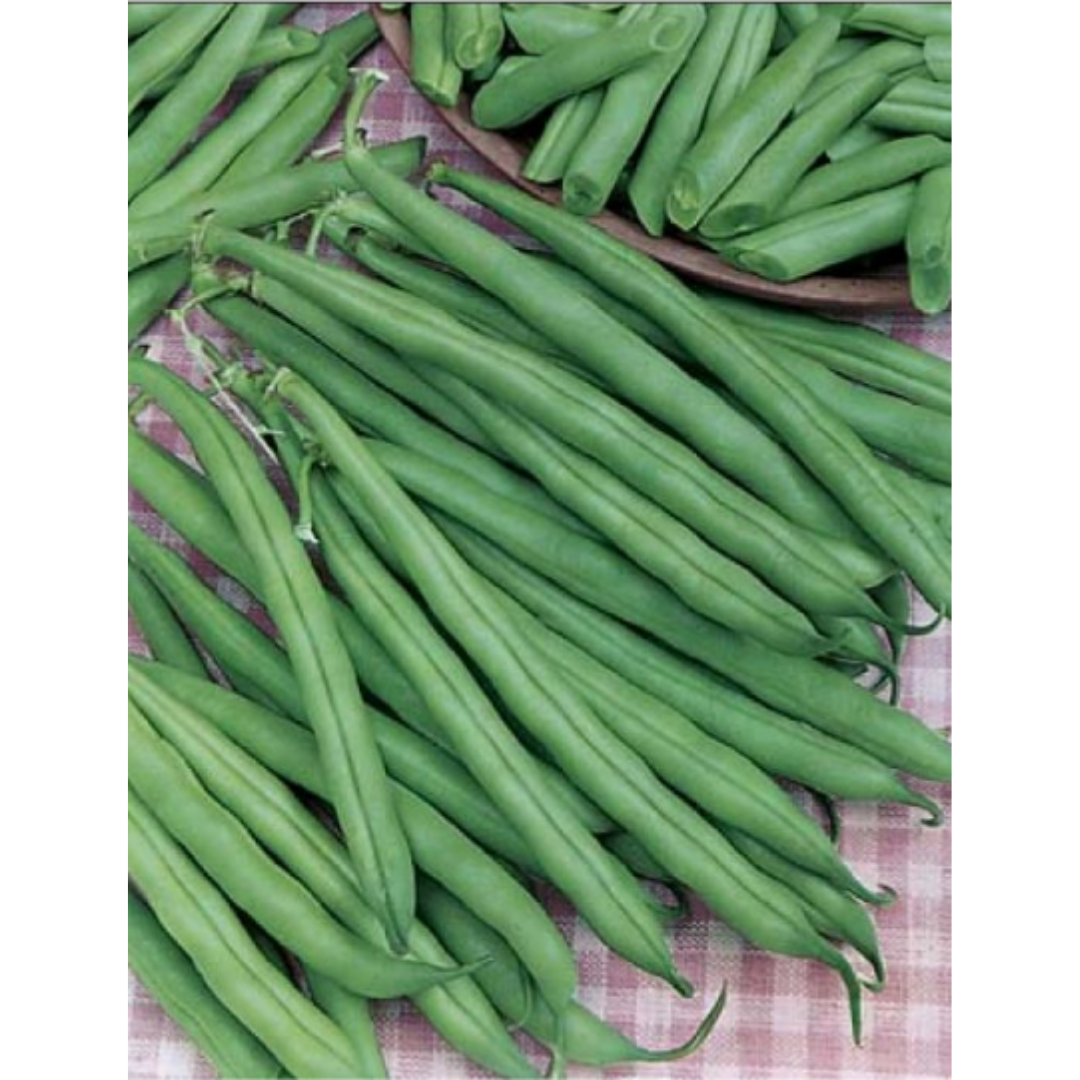 Bean - Dwarf Tendergreen