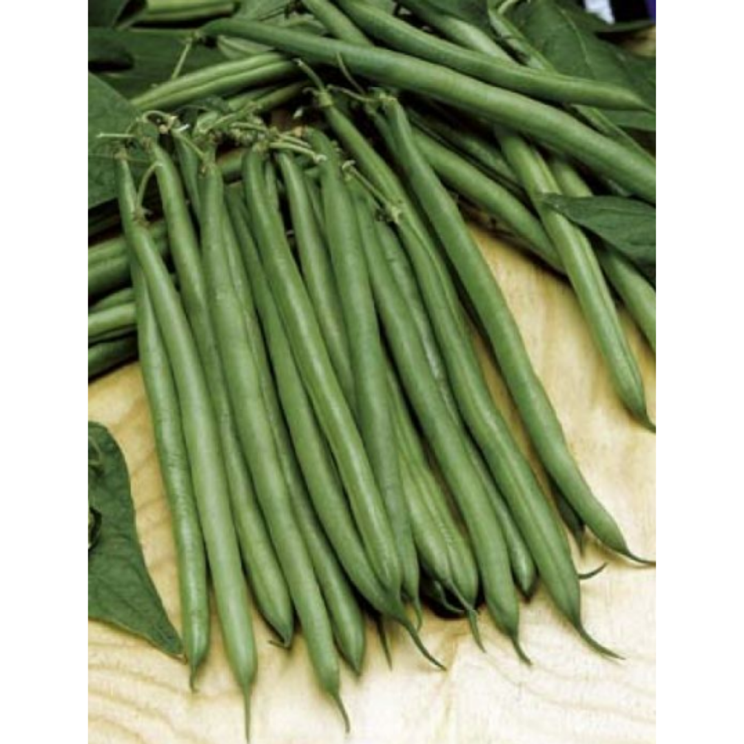 Bean - Dwarf Snapbean