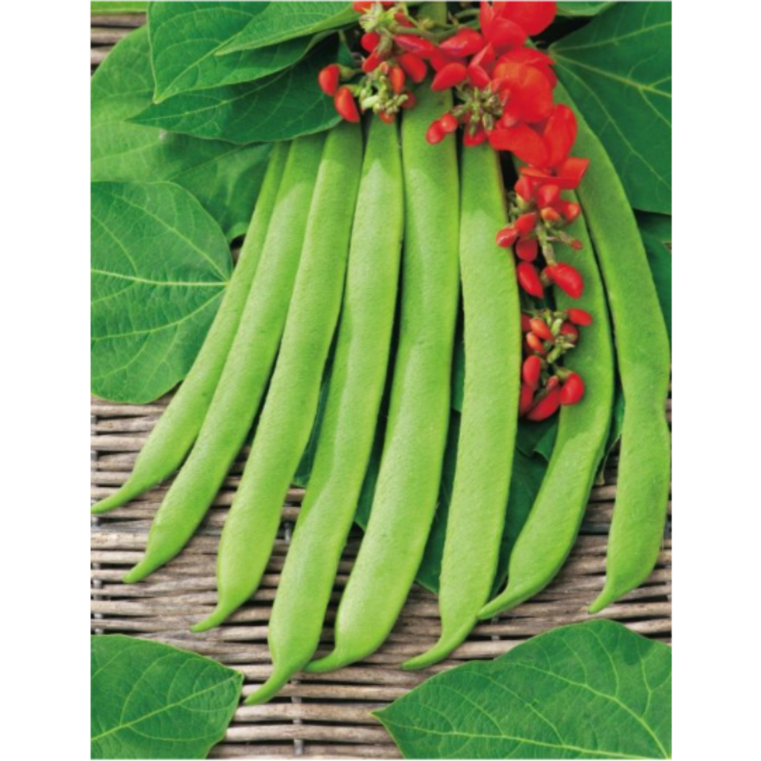 Bean - Scarlett Runner Stringless