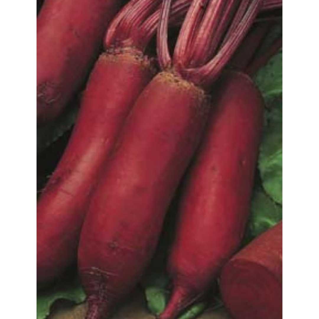 Beetroot - Cylindra