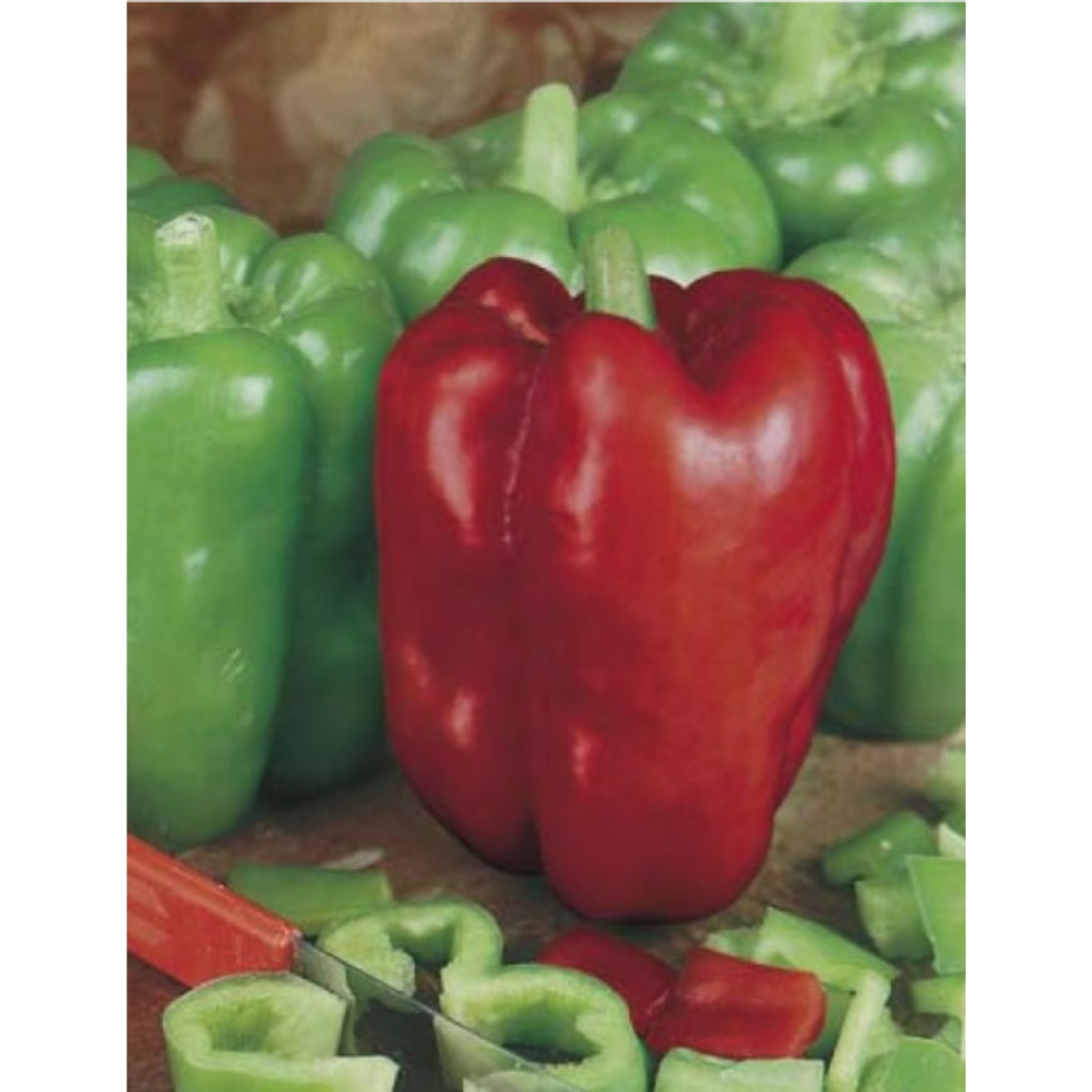 Capsicum - Giant Bell