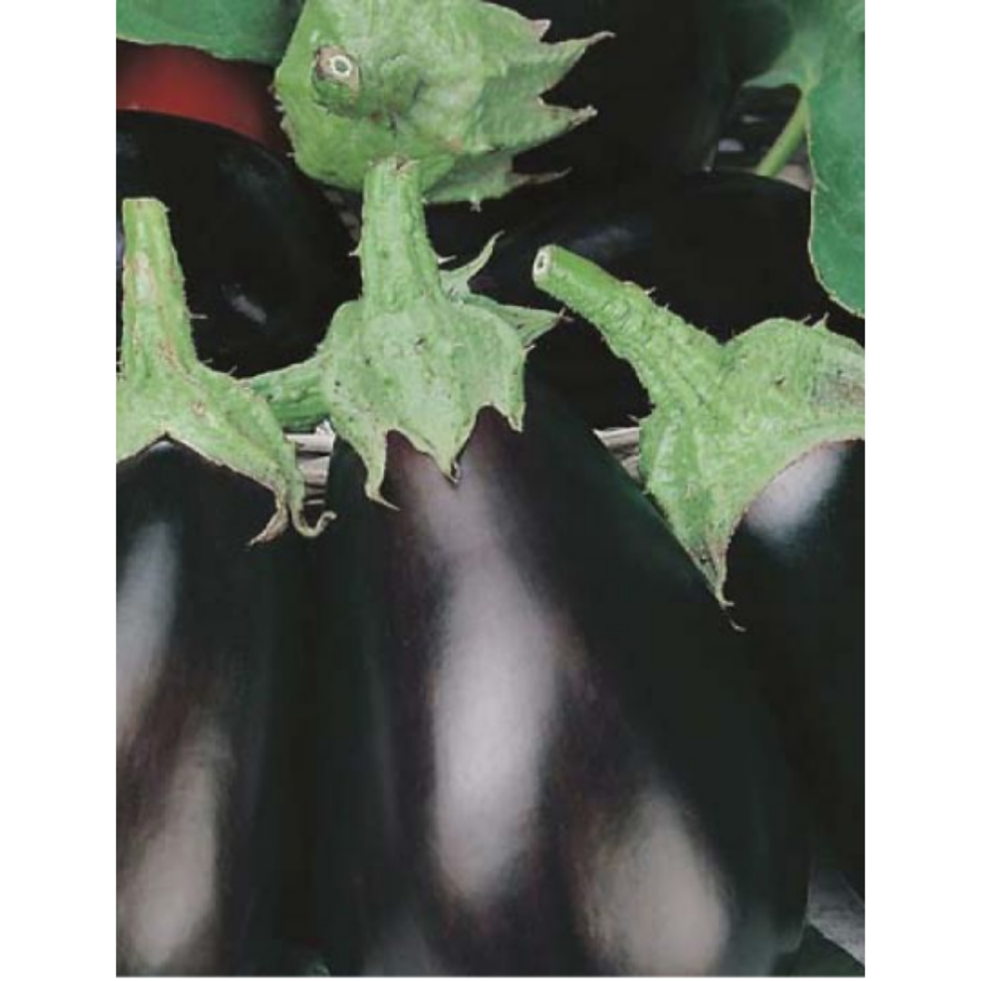 Eggplant Black Beauty