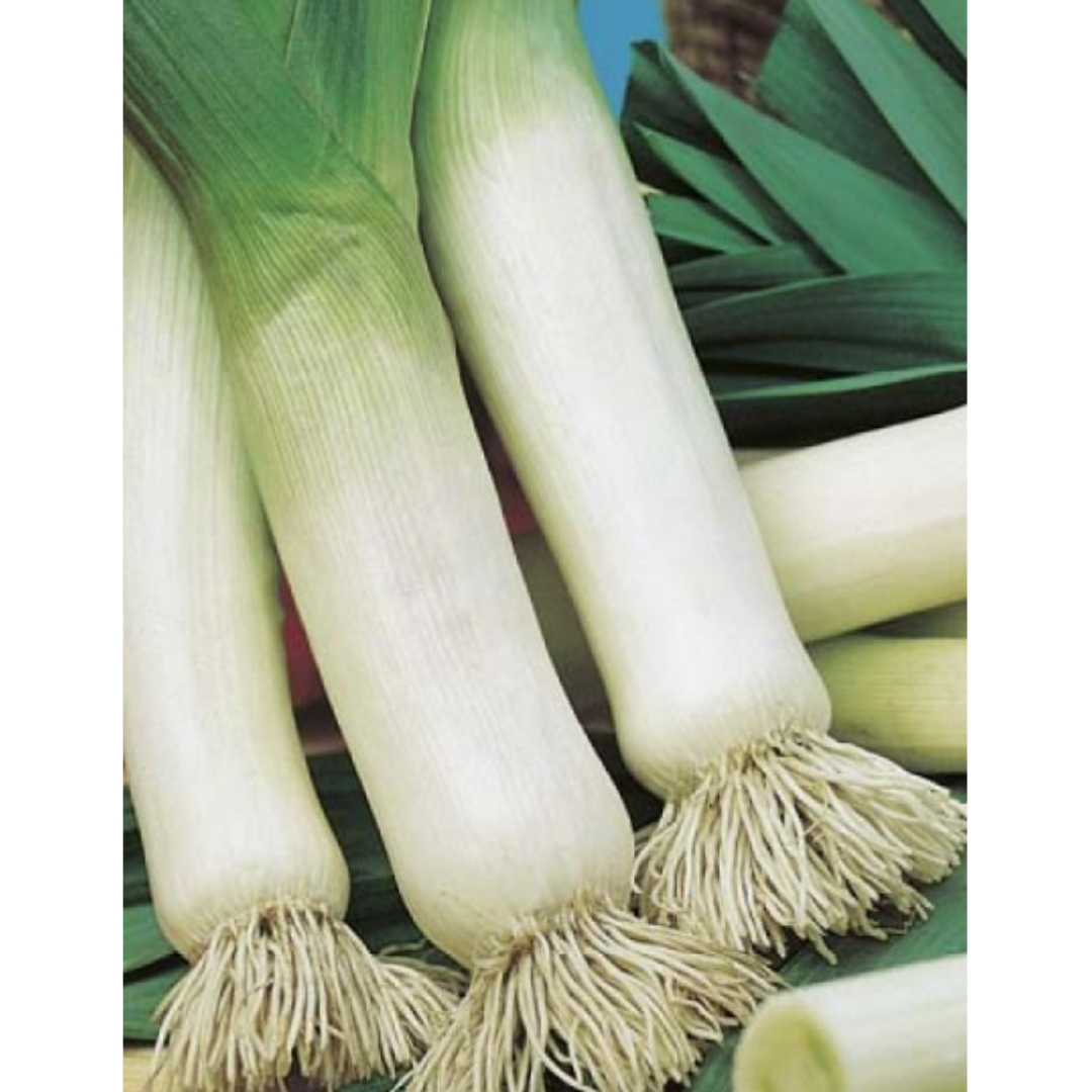 Leek Lyon Prizetaker