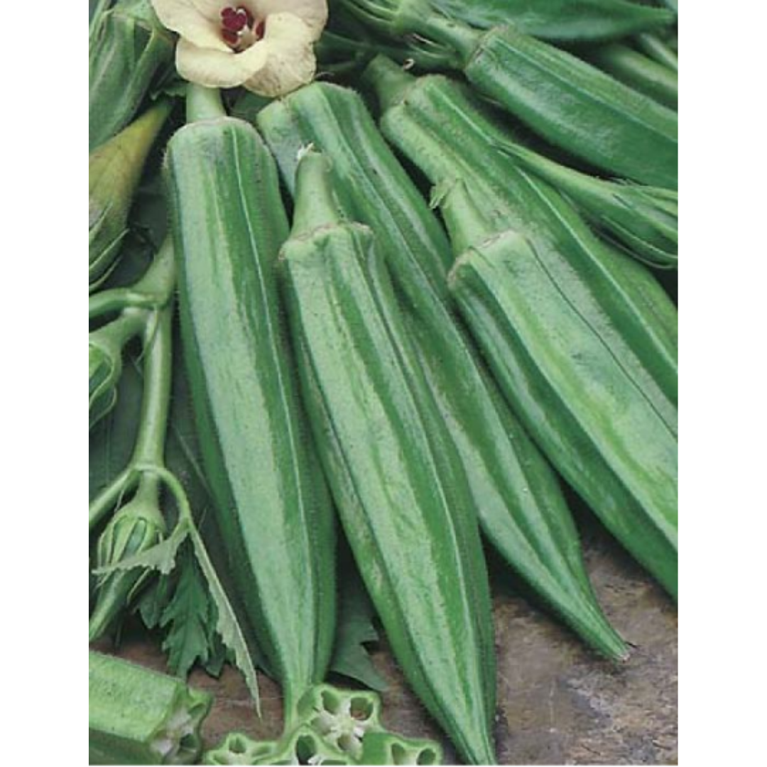 Okra Lady's Finger
