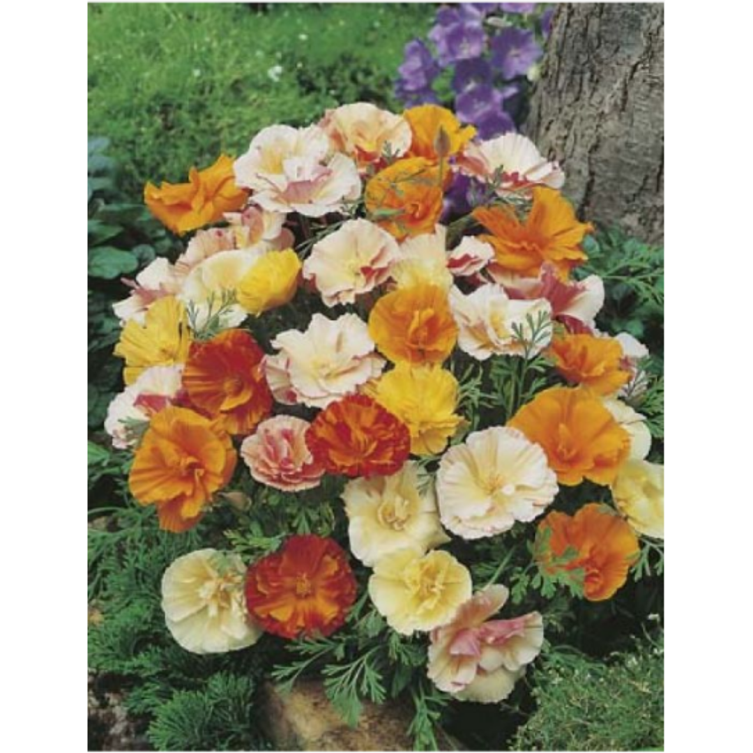 Californian Poppy Monarch