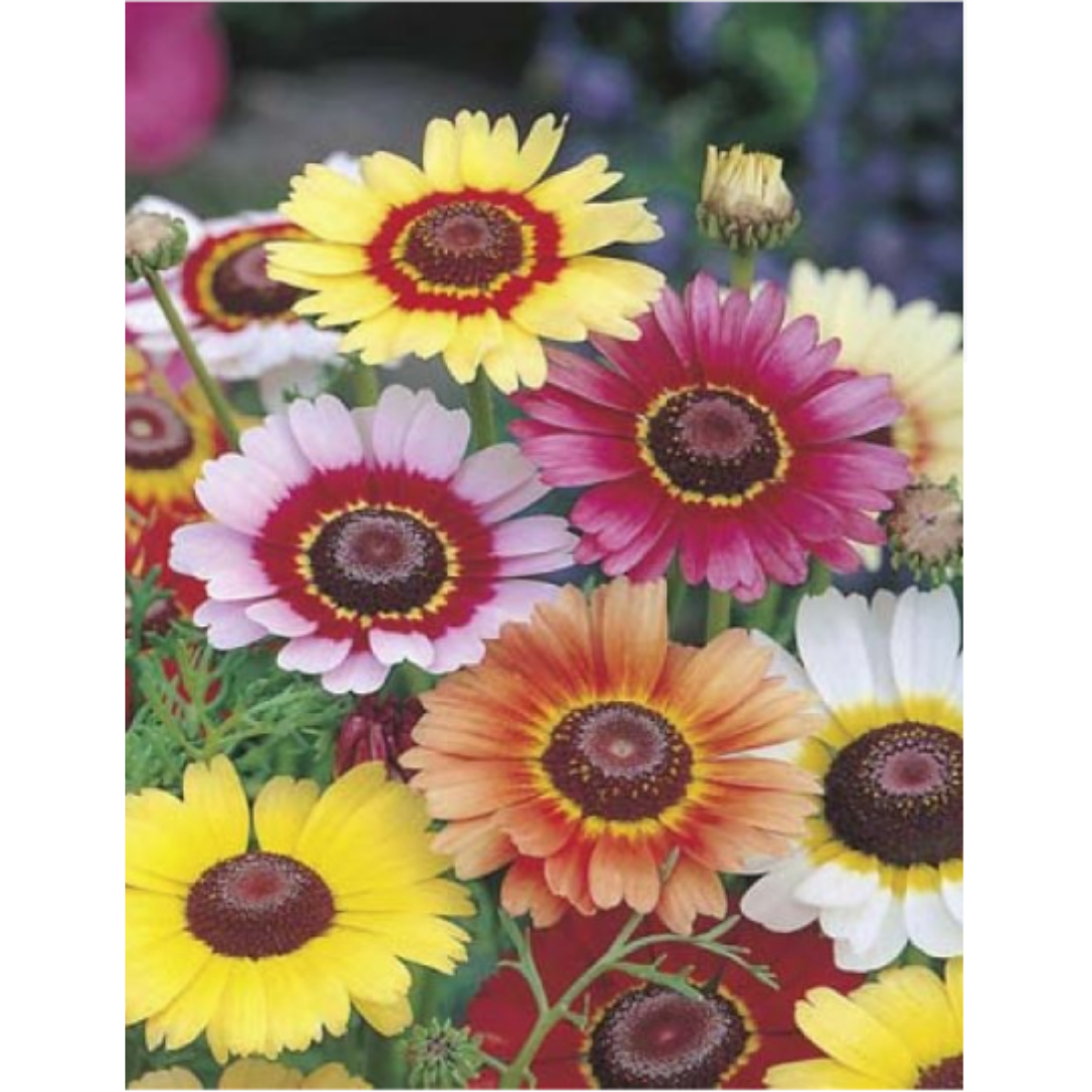 Chrysanthemum Rainbow Mix