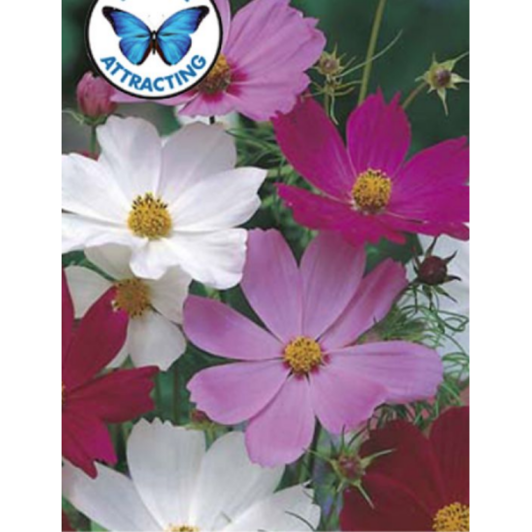 Cosmos Sensation