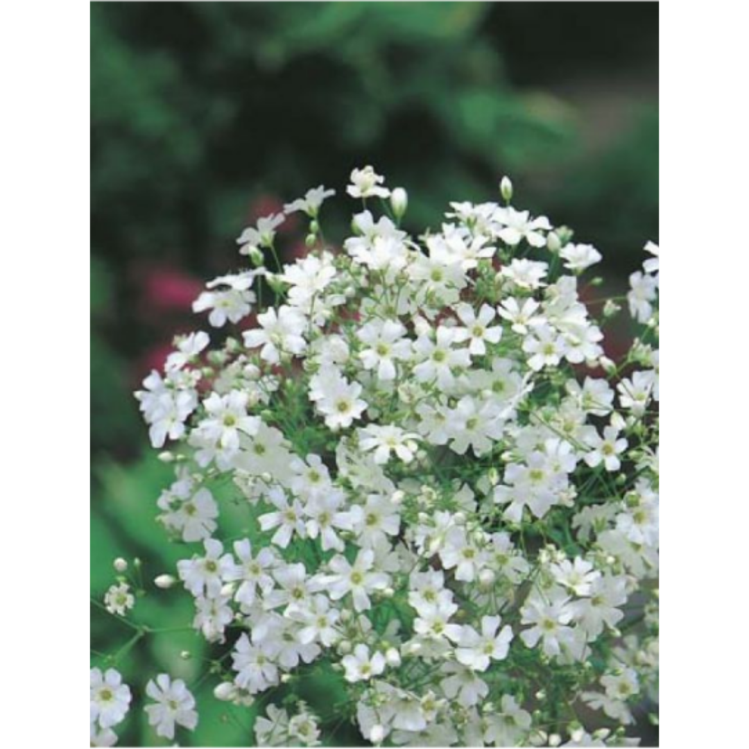 Gypsophila Monarch White