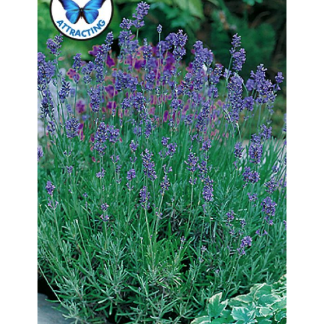 Lavender English Dwarf