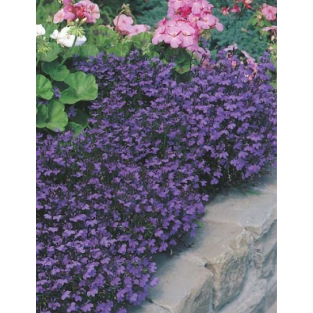 Lobelia Crystal Palace Compacta