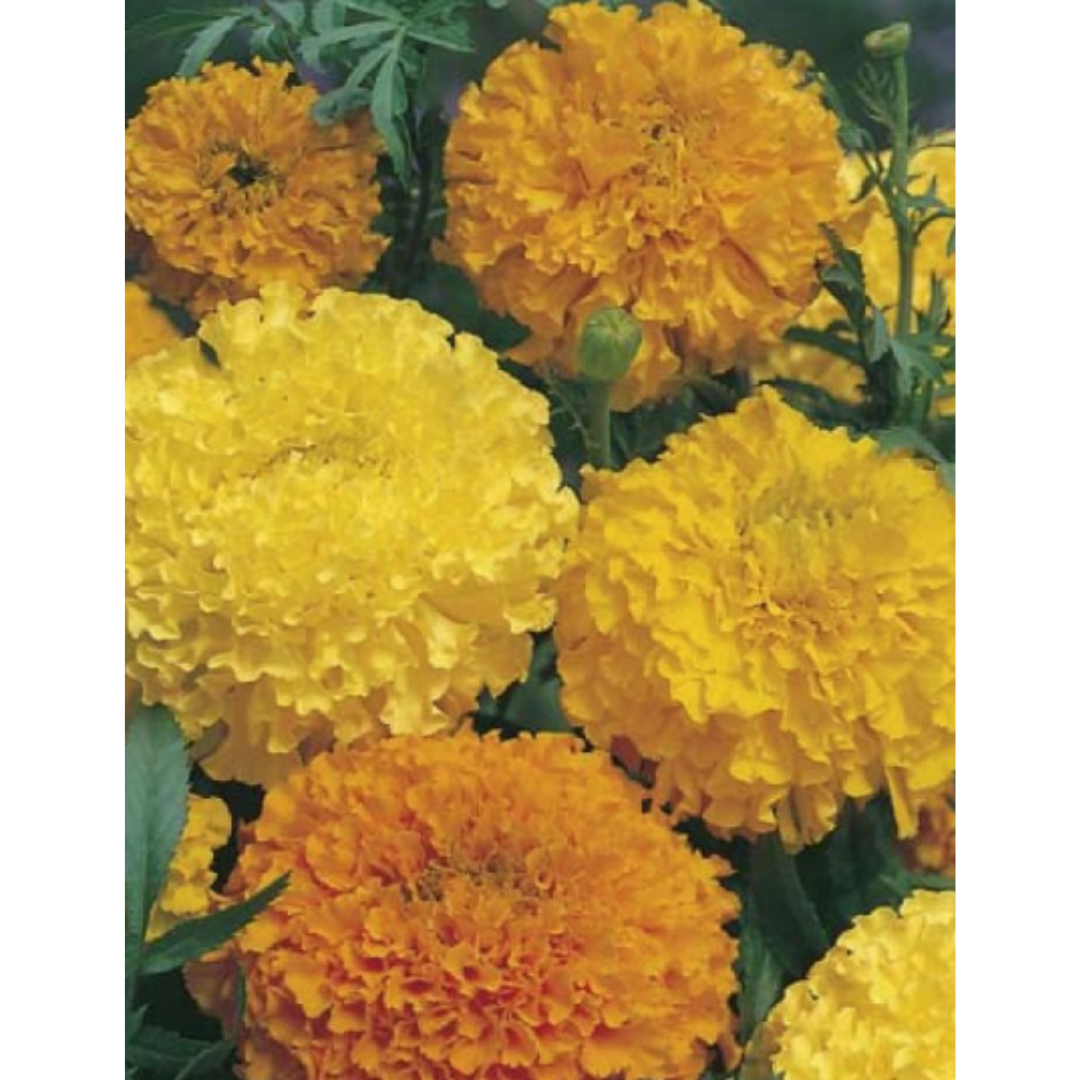 Marigold Crackerjack (African)