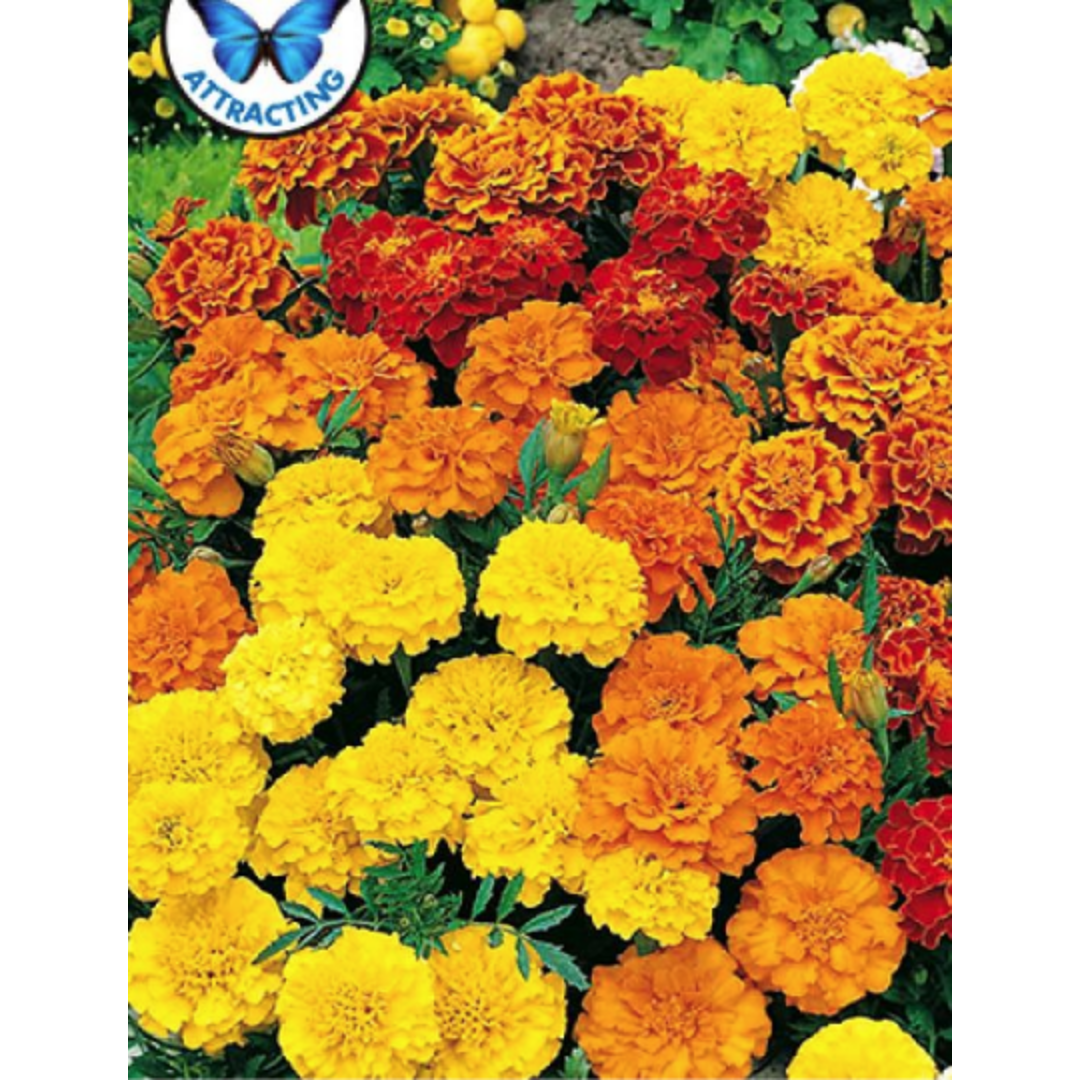 Marigold Dwarf Double Mixed