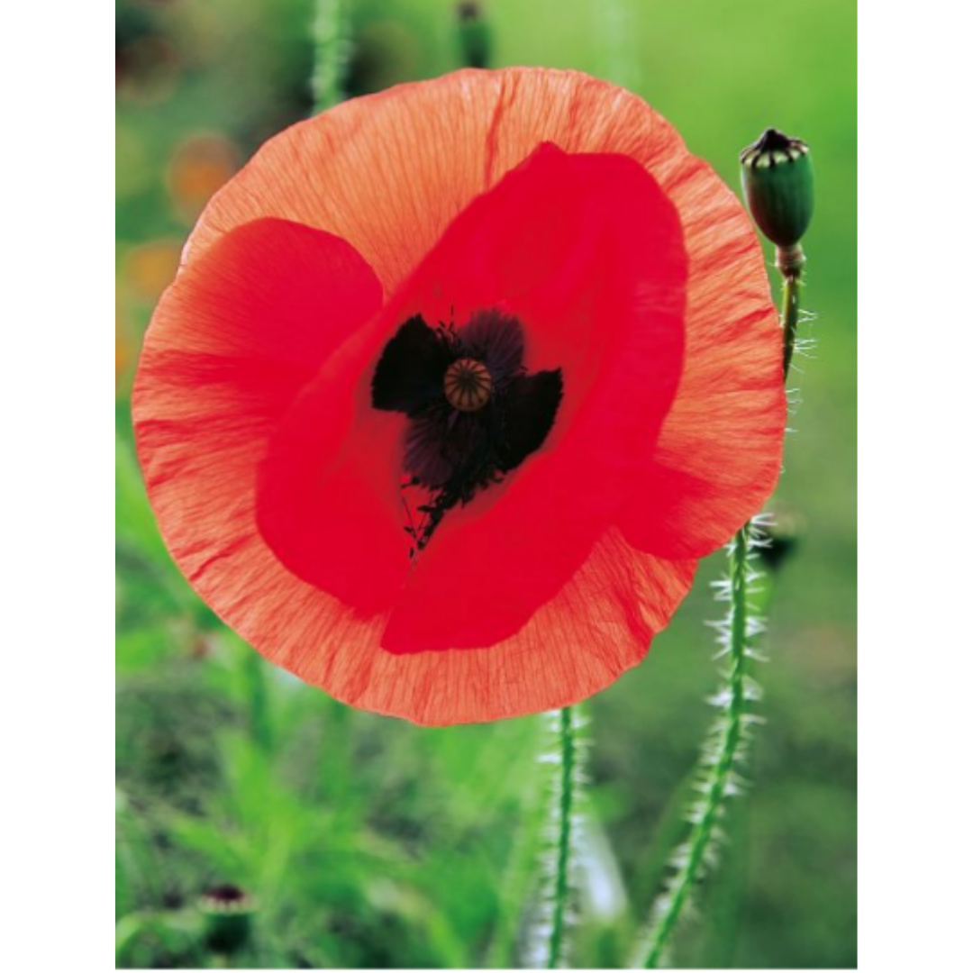Poppy Flanders Red