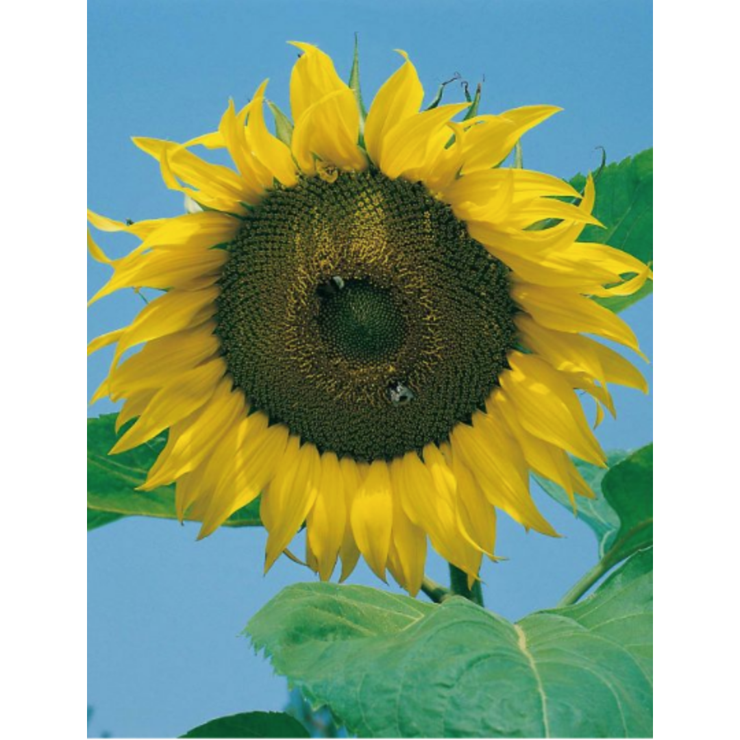 Sunflower Giant Single