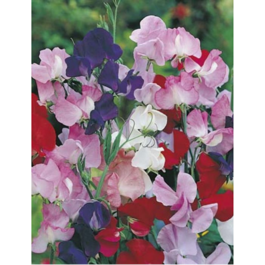 Sweet Pea Mammoth Mixed