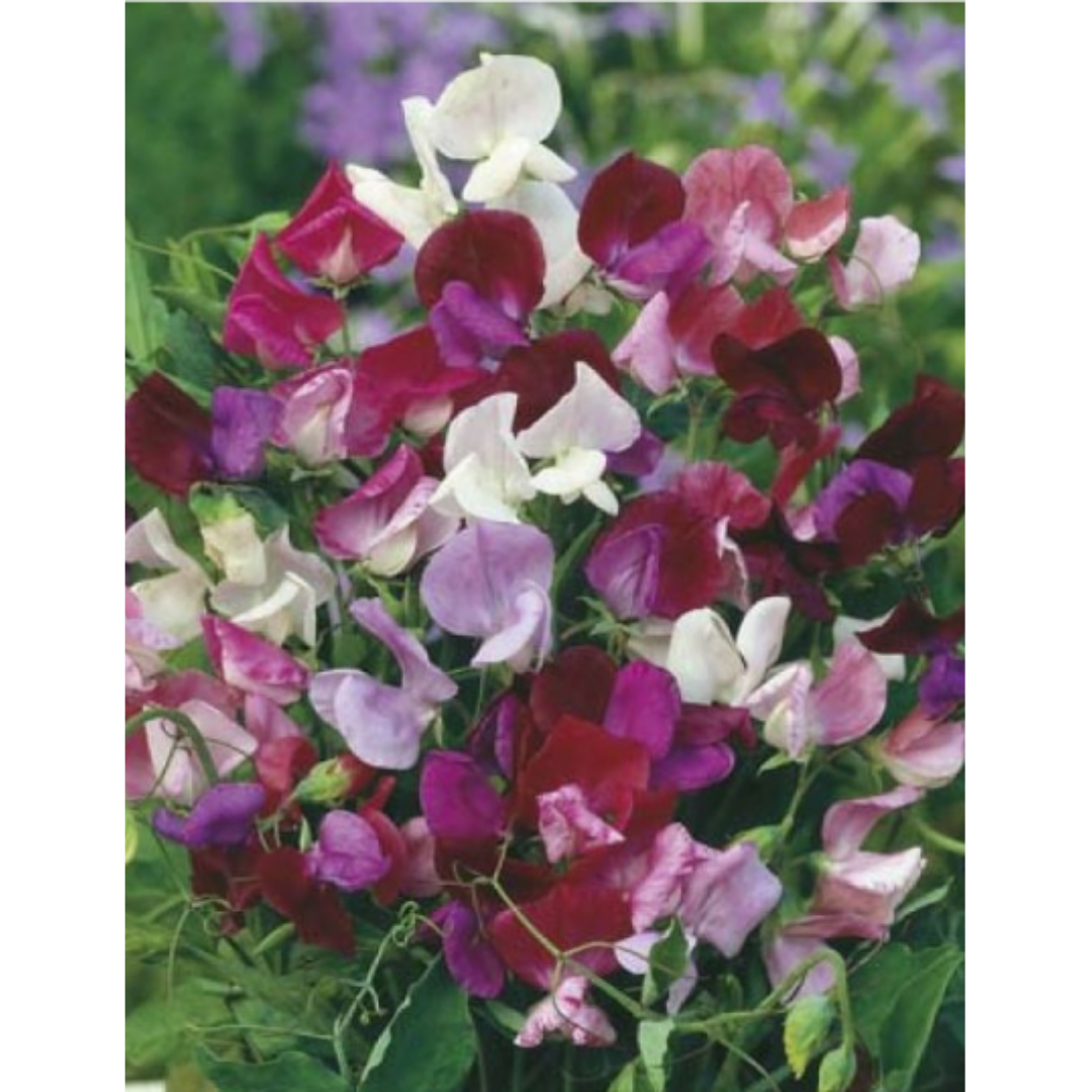 Sweet Pea Perfume Mixed