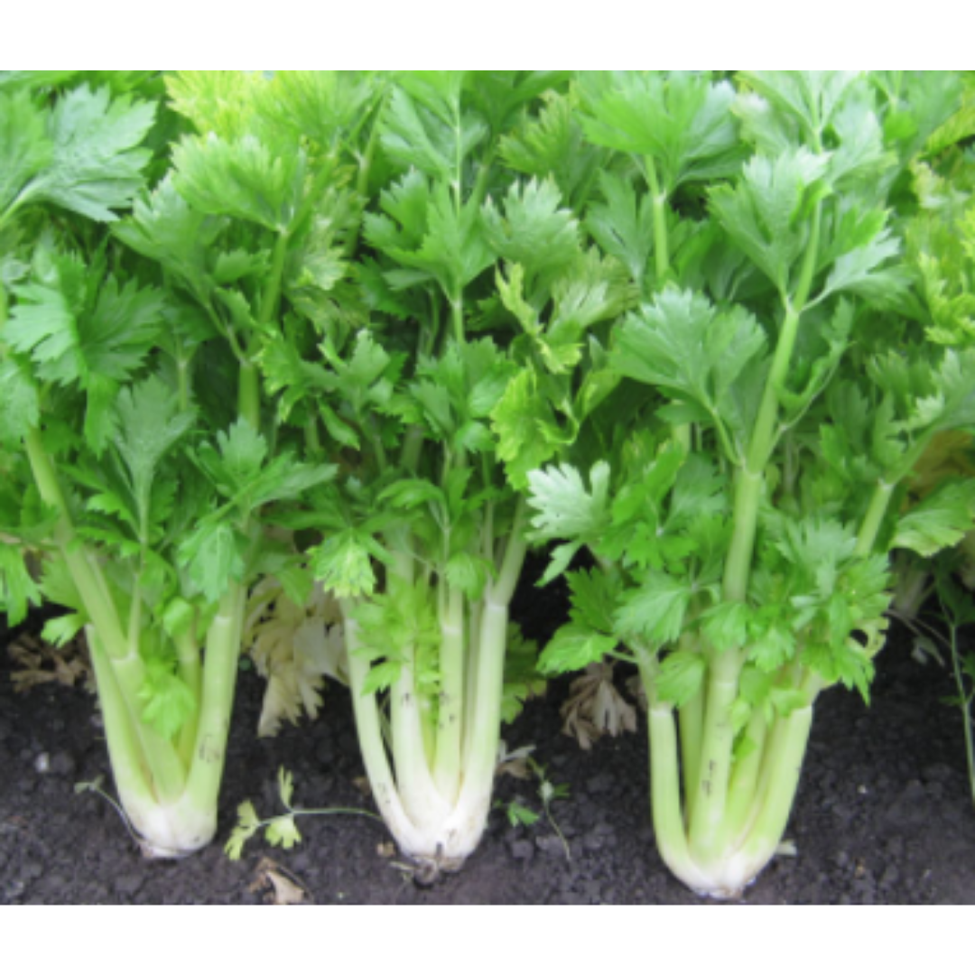 Celery Golden - Self Blanching
